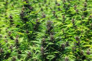 Operación Turc: tras 8 allanamientos, desbaratan grupo que producía marihuana “premium” para Brasil - Policiales - ABC Color