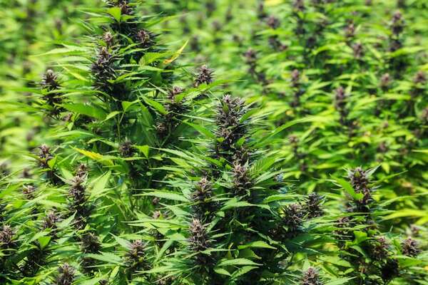Operación Turc: tras 8 allanamientos, desbaratan grupo que producía marihuana “premium” para Brasil - Policiales - ABC Color