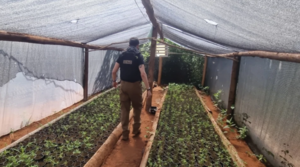 Desarticulan producción de marihuana vip en San Pedro y Amambay