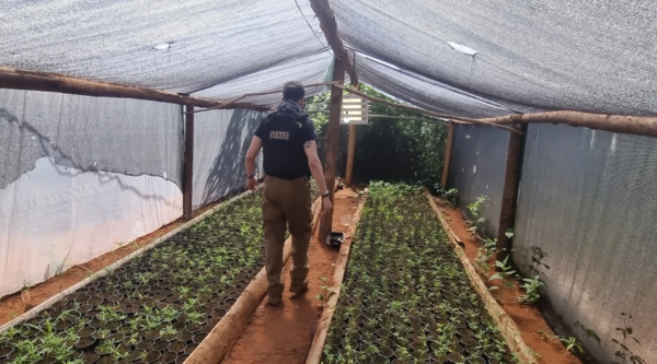 Desarticulan producción de marihuana vip en San Pedro y Amambay