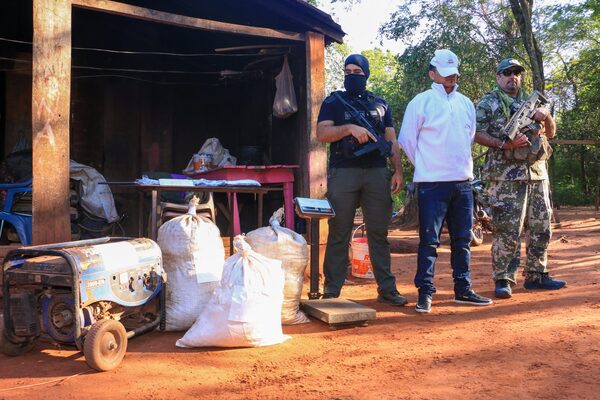 Senad desmantela estructura que producía y traficaba marihuana de alta calidad en San Pedro y Amambay