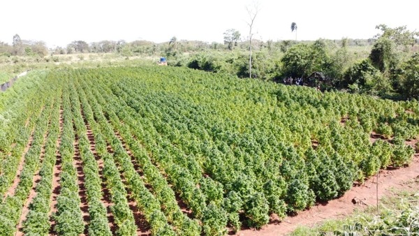 Desmantelan red de marihuana vip en San Pedro y Amambay - ADN Digital
