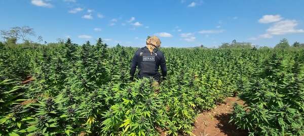 Marihuana “premium”: Senad no descarta apoyo político y anuncia “novedades” - Policiales - ABC Color