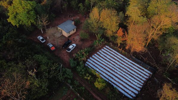 Operación TURC: desarticulan organización que producía marihuana "vip" destinada a facciones criminales - .::Agencia IP::.