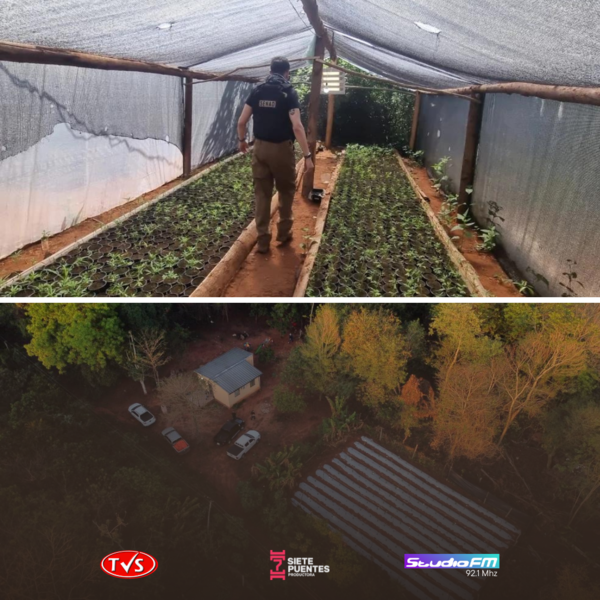 OPERACIÓN TURC: DESARTICULAN PRODUCCIÓN DE MARIHUANA VIP EN SAN PEDRO Y AMAMBAY - TVS