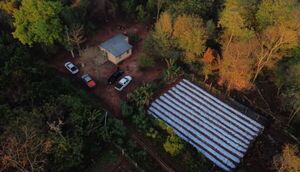 Operación Turc: Desarticulan producción de marihuana vip en San Pedro y Amambay