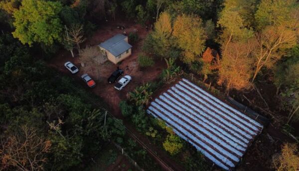 Operación Turc: Desarticulan producción de marihuana vip en San Pedro y Amambay