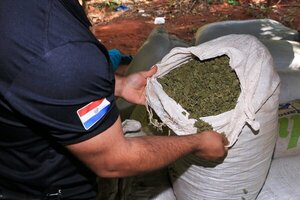 SENAD desarticula banda de productores de marihuana VIP - Portal Digital Cáritas Universidad Católica