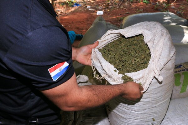 SENAD desarticula banda de productores de marihuana VIP - Portal Digital Cáritas Universidad Católica