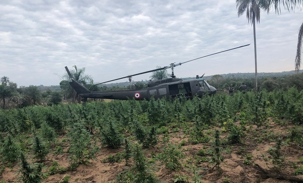 Destruyen 8 hectáreas de plantaciones de marihuana en Ype Jhu