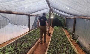 Operación Turc: Desmantelan producción de marihuana de alta gama en San Pedro y Amambay - OviedoPress