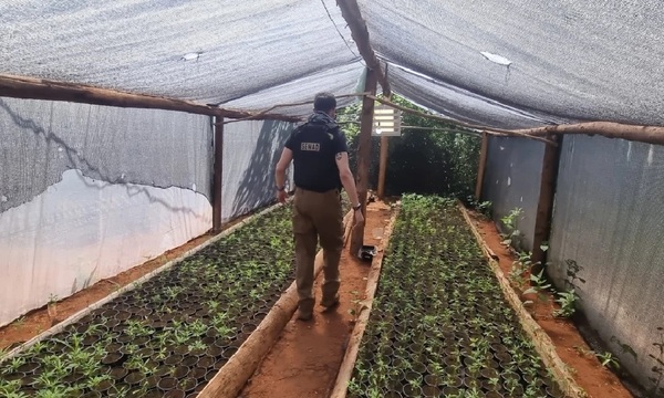Operación Turc: Desmantelan producción de marihuana de alta gama en San Pedro y Amambay - OviedoPress