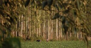 La Nación / MEF abre licitación para implementar seis modelos agroforestales