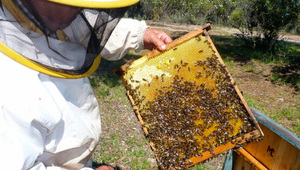 Dulce meta: Apicultores se proponen duplicar producción con miras a satisfacer al programa Hambre Cero