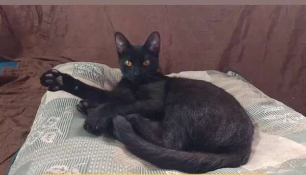 Black - Encontrá a tu mascota - ABC Color