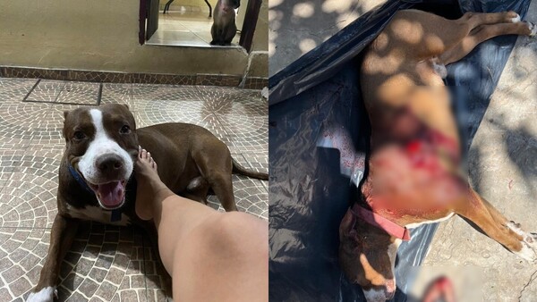 Mató al perro de su vecina porque ladró frente a su casa