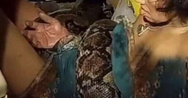 Diario HOY | VIDEO| ¡Sobrevivió al horror! La batalla de una mujer contra una pitón de 4 metros