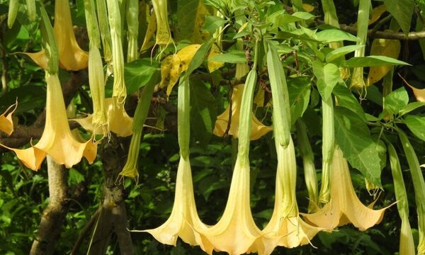 (VIDEO) Toxicólogo alerta sobre peligro del “floripondio” tras intoxicación de alumnos en tereré