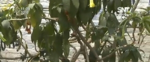 Estudiantes intoxicados luego de consumir floripondio - SNT