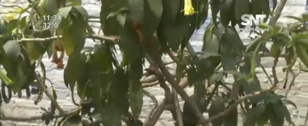 Estudiantes intoxicados luego de consumir floripondio - SNT