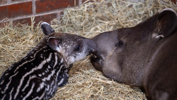 Registran nacimiento de tapir en refugio de Itaipú