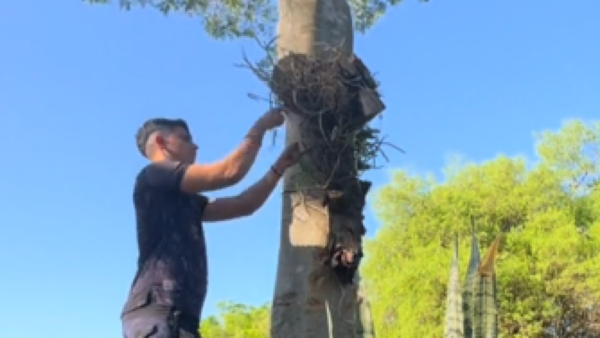 Llevó las últimas orquídeas a su mamá fallecida