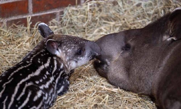 Registran nacimiento de tapir en refugio de Itaipú – Prensa 5