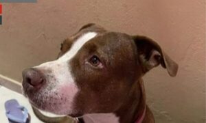 (VIDEO)¡Asesinaron a puñaladas a un pitbull!