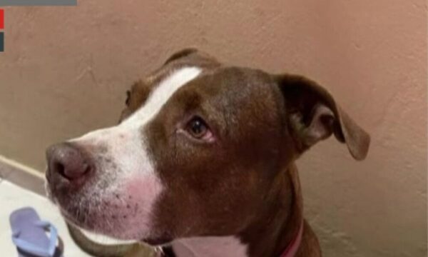 (VIDEO)¡Asesinaron a puñaladas a un pitbull!