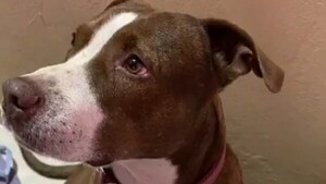 Una mujer denuncia a su vecino por matar a puñaladas a su perro