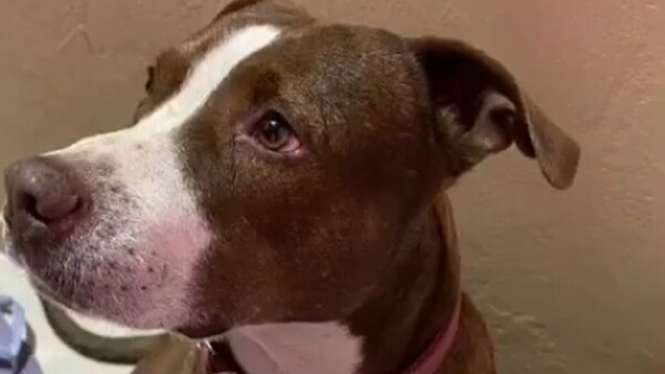 Una mujer denuncia a su vecino por matar a puñaladas a su perro