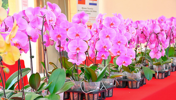 Floreciente negocio: Producción nacional de orquídeas busca cubrir el 50% de demanda local