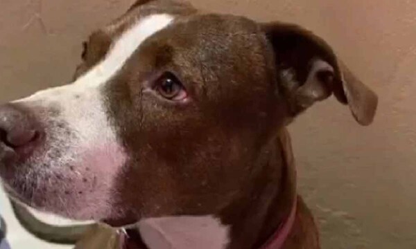 Una mujer denuncia a su vecino por matar a puñaladas a su perro – Prensa 5
