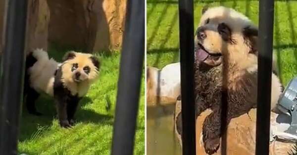 Diario HOY | VIDEO| Los ‘perros panda’ que generan risas y críticas en las redes sociales