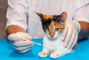 Invitan a jornada veterinaria gratuita en plazas de Asunción - Nacionales - ABC Color