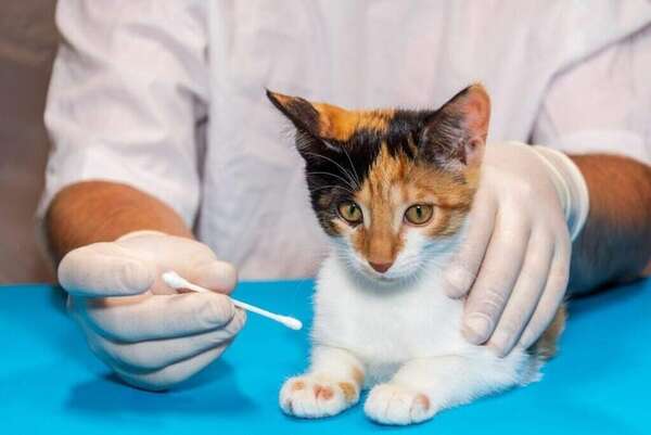 Invitan a jornada veterinaria gratuita en plazas de Asunción - Nacionales - ABC Color