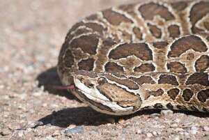 ¡Cuidado! Mordedura de serpiente ocasiona dos a cuatro muertes por año; Salud Pública dice que hospitales tienen antiveneno - Nacionales - ABC Color