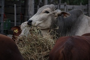 Guairá: MAG entregó toros reproductores a pequeños ganaderos - trece