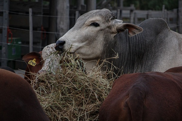 Guairá: MAG entregó toros reproductores a pequeños ganaderos - trece