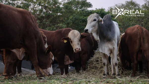 MAG entregó toros reproductores a comisiones comunales de Guairá - Unicanal