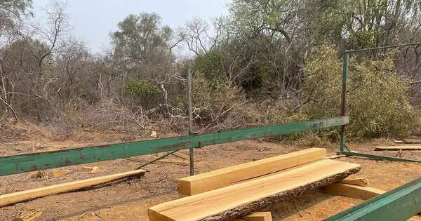 La Nación / Chaco: fiscal imputó a cuatro personas por tala ilegal de bosques en propiedad del Indi