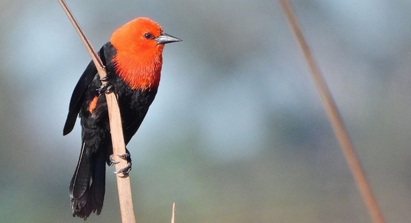 Celebración del 12º Aniversario de la Reserva Ecológica Parque Guasu: Un pulmón verde para Asunción - El Independiente
