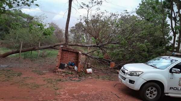 Video: árbol caído por tormenta dejó a policías sin servicio radio base, internet y agua - ABC en el Este - ABC Color