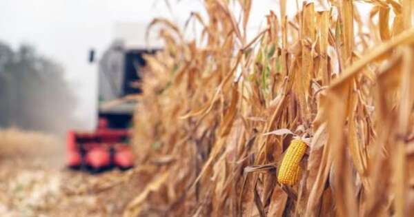 La Nación / Plantean variar cultivos y refinanciar las deudas