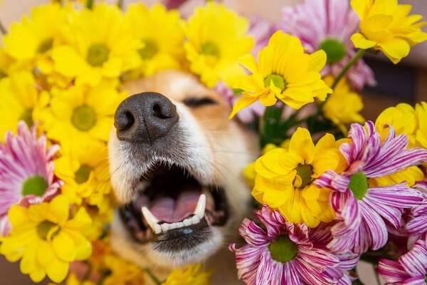 Alergia primaveral: los perros también pueden sufrirla y te contamos cómo reconocerla y actuar - Mascotas - ABC Color