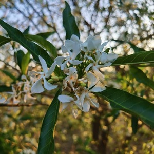 Llegada de la primavera: los mejores árboles nativos para plantar en veredas, según experto - .::Agencia IP::.