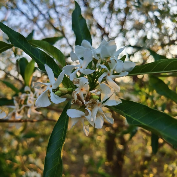 Llegada de la primavera: los mejores árboles nativos para plantar en veredas, según experto - .::Agencia IP::.