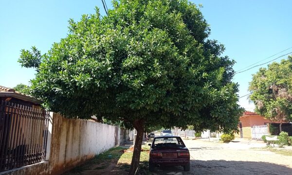 Invitan a plantar árboles florales en veredas