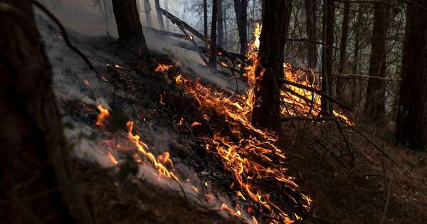 La Nación / Colombia: incendios forestales arrasan con más de 9.000 hectáreas