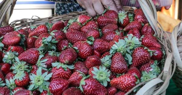 La Nación / Expo Frutilla se extiende hasta el 29 de septiembre gracias a buena producción